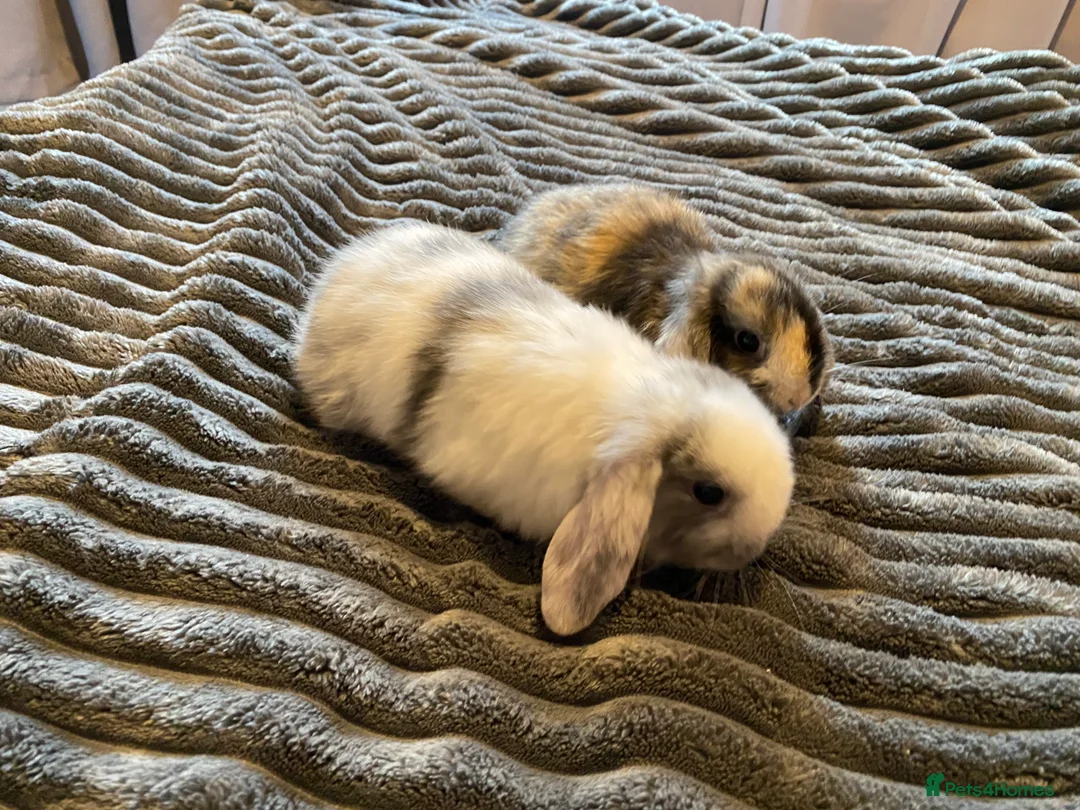 Mini Lion Lop rabbits for sale: Mini lops for sale - Advert 6
