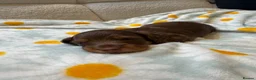 Miniature Dachshund dogs for sale: KC Registered Miniature Long-Haired Dachshunds in Colchester - Advert 14