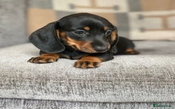 Miniature Dachshund dogs for sale: Beautiful Miniature Smooth Dachshund Puppies! - Image 3