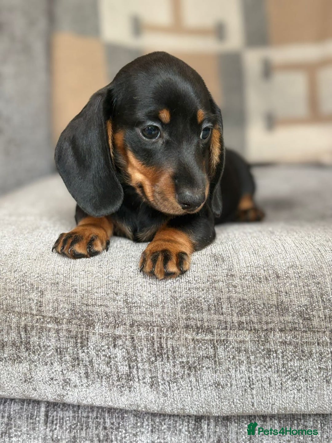 Miniature Dachshund dogs for sale: Beautiful Miniature Smooth Dachshund Puppies! - Image 3