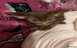 Oriental cats for sale: Full Pedigree Oriental 1 Kitten XL size ears GCCF - Advert 33