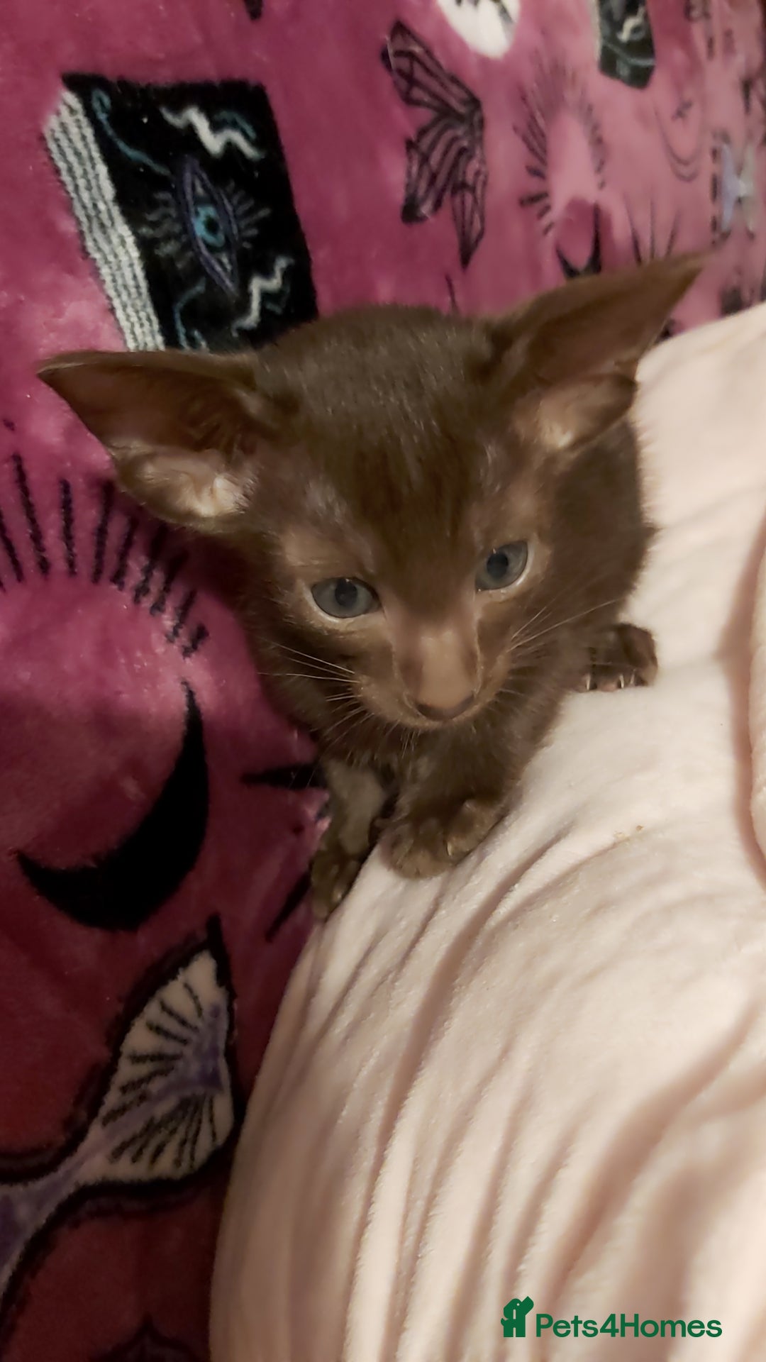 Oriental cats for sale: Full Pedigree Oriental 1 Kitten XL size ears GCCF - Advert 33