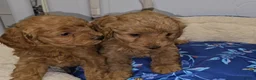 Cavapoo dogs for sale: 🐾 Beautiful Ruby Red F2B Toy Cavapoo Puppies 🐾 - Advert 7