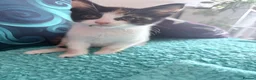 Mixed Breed cats for sale: Female calico kitten - Advert 4