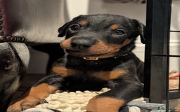 Dobermann dogs for sale: Doberman puppies "ready now" - Image 11