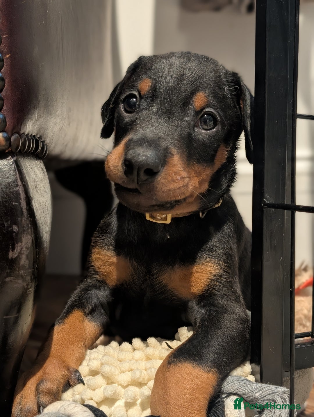Dobermann dogs for sale: Doberman puppies "ready now" - Image 11