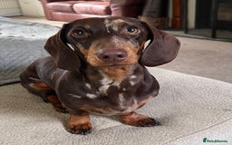 Miniature Dachshund dogs for sale: Chocolate and tan dapple female - Image 1