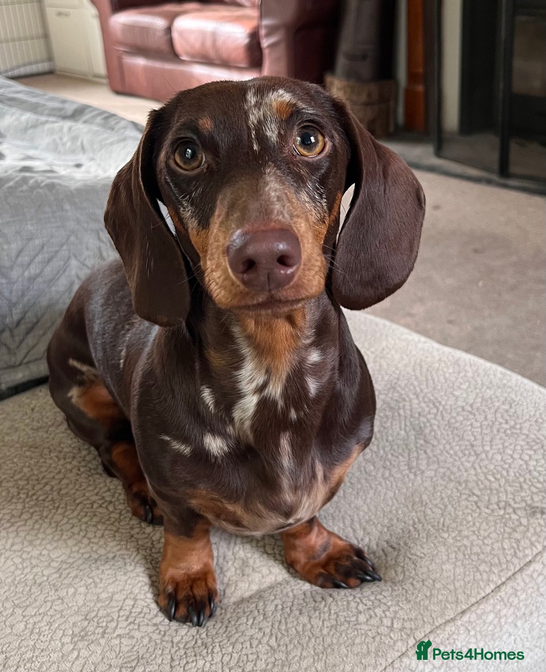 Miniature Dachshund dogs for sale: Chocolate and tan dapple female - Image 1