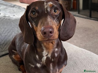 Miniature Dachshund dogs - Advert 25