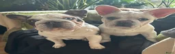 French Bulldog dogs for sale: Panda Husky French Bulldog carrying pink & fluffy  in Ongar - Advert 4