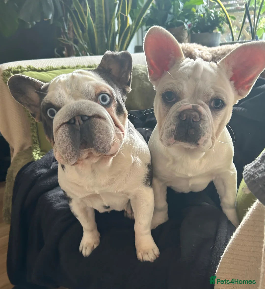 French Bulldog dogs for sale: Panda Husky French Bulldog carrying pink & fluffy  in Ongar - Advert 4