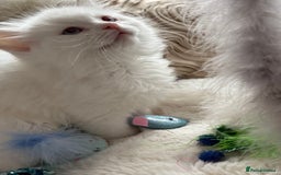 Ragdoll cats for sale: 💙🩷GCCF RAGDOLL KITTENS M&F 9WKS NEUT & SPAYED 🥇 - Image 23