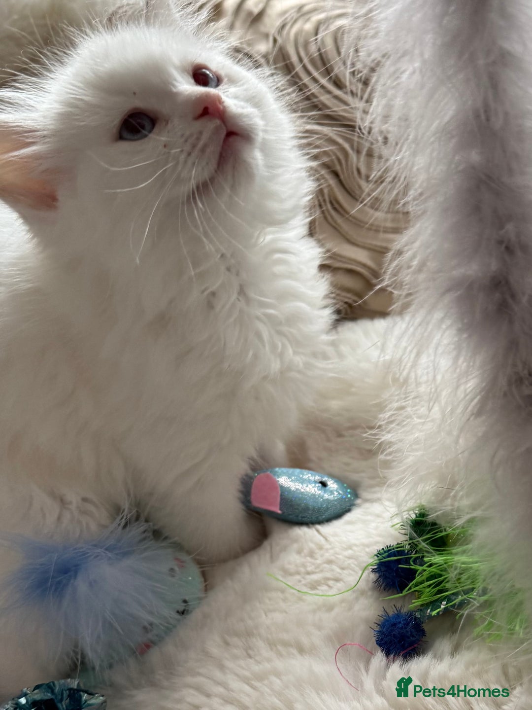 Ragdoll cats for sale: 💙🩷GCCF RAGDOLL KITTENS M&F 9WKS NEUT & SPAYED 🥇 - Image 23