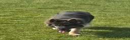 German Shepherd dogs for sale: Stunning Blue & Tan GSD female - Advert 13