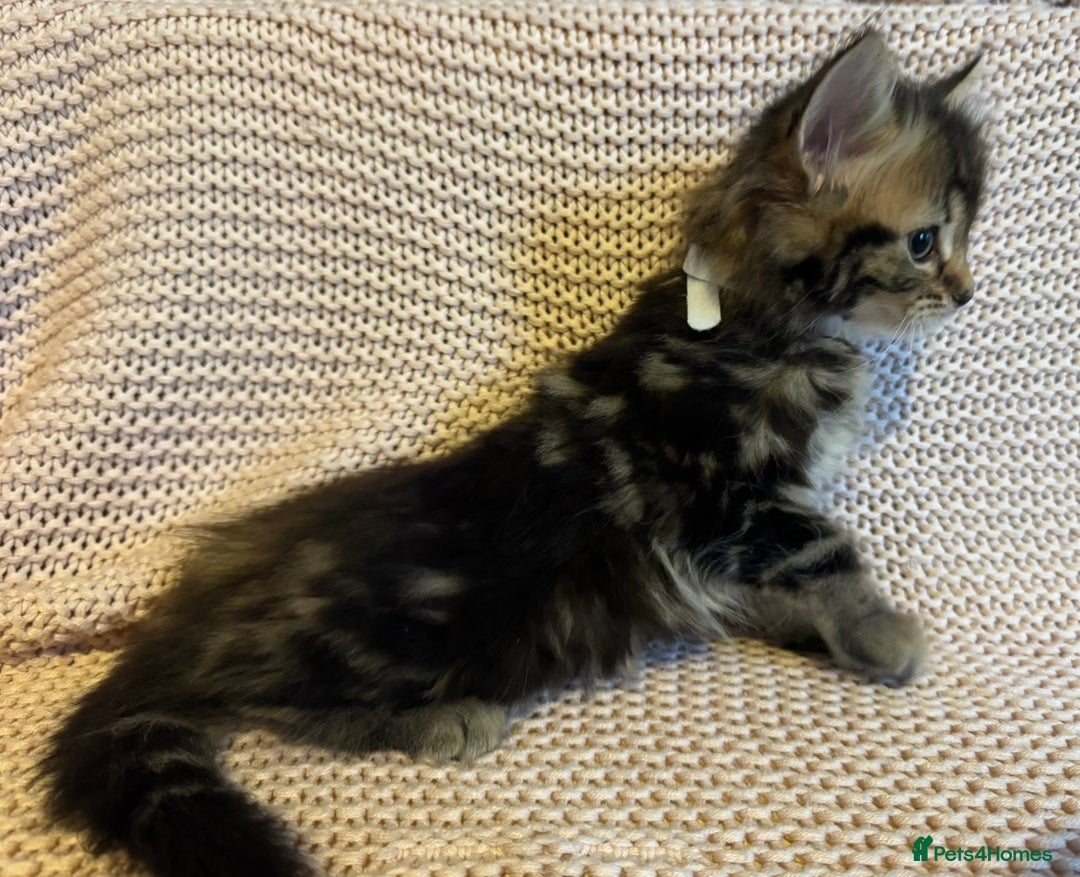 Maine Coon cats for sale: Maine Coon Bengal Cross - Advert 17