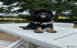Cavapoo dogs for sale: Cavapoo puppies F1 health tested parents - Image 1