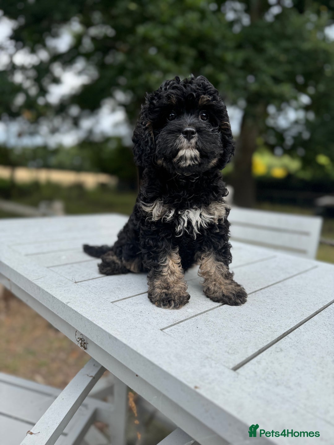 Cavapoo dogs for sale: Cavapoo puppies F1 health tested parents - Image 1