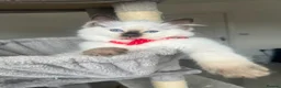 Ragdoll cats for sale: Registered Ragdoll kittens for sale - Advert 3