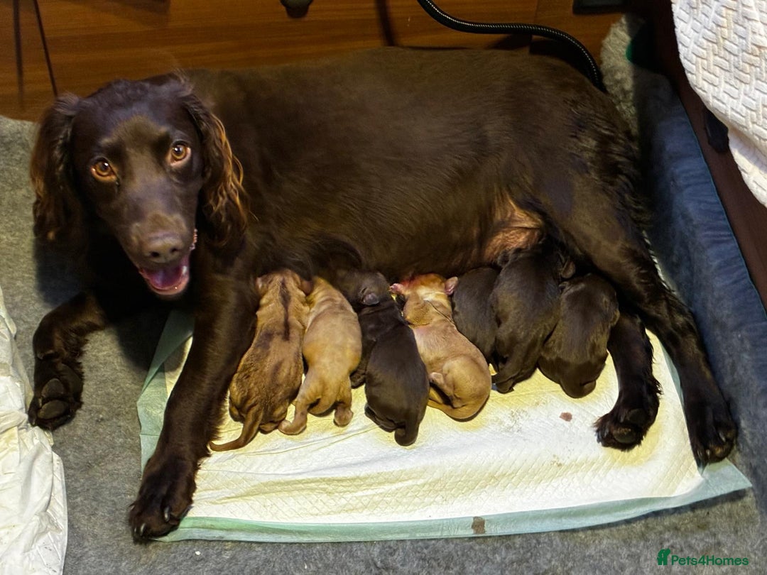 Cocker Spaniel dogs for sale: Gorgeous Guys & Gal - Advert 2