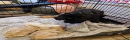Cockapoo dogs for sale: 1 stunning male cockapoo puppy  in Nottingham - Advert 1