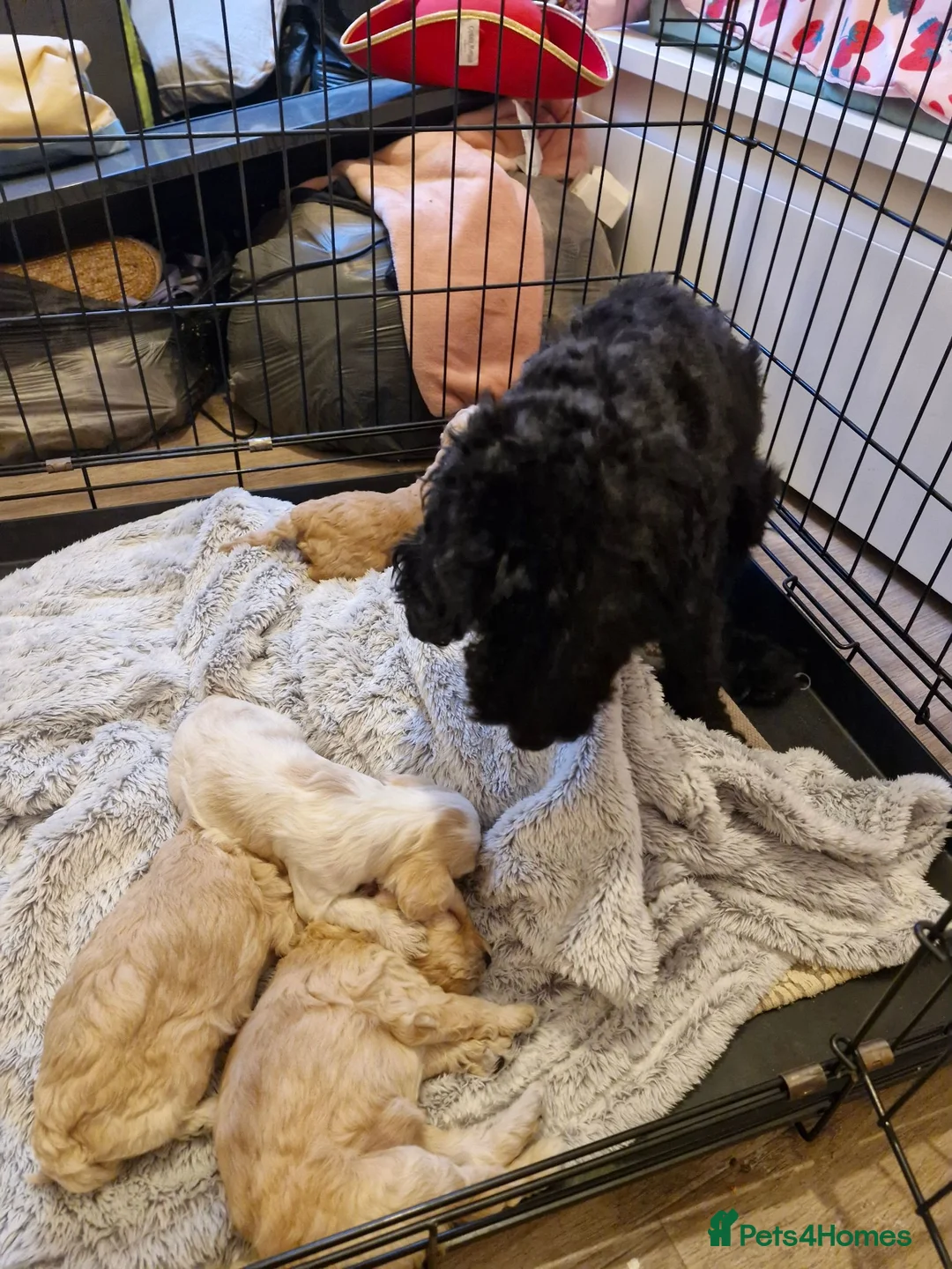 Cockapoo dogs for sale: 1 stunning male cockapoo puppy  in Nottingham - Advert 1