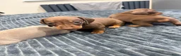 Miniature Dachshund dogs for sale: KC pure Miniature Dachshunds   - Advert 21