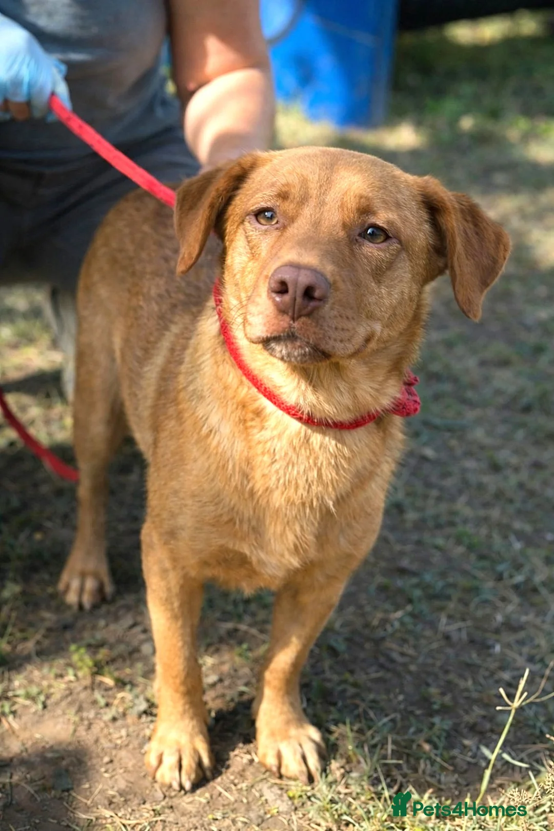 Mixed Breed dogs for adoption: 💛 Please Don’t Scroll Past Me… 🐾 - Advert 1