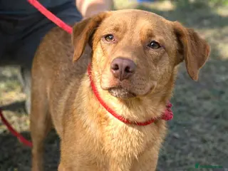 Mixed Breed dogs 💛 Please Don’t Scroll Past Me… 🐾 - Advert 5