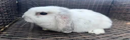 Mini Lop rabbits for sale: Lovely Baby Mini Lops - Advert 4