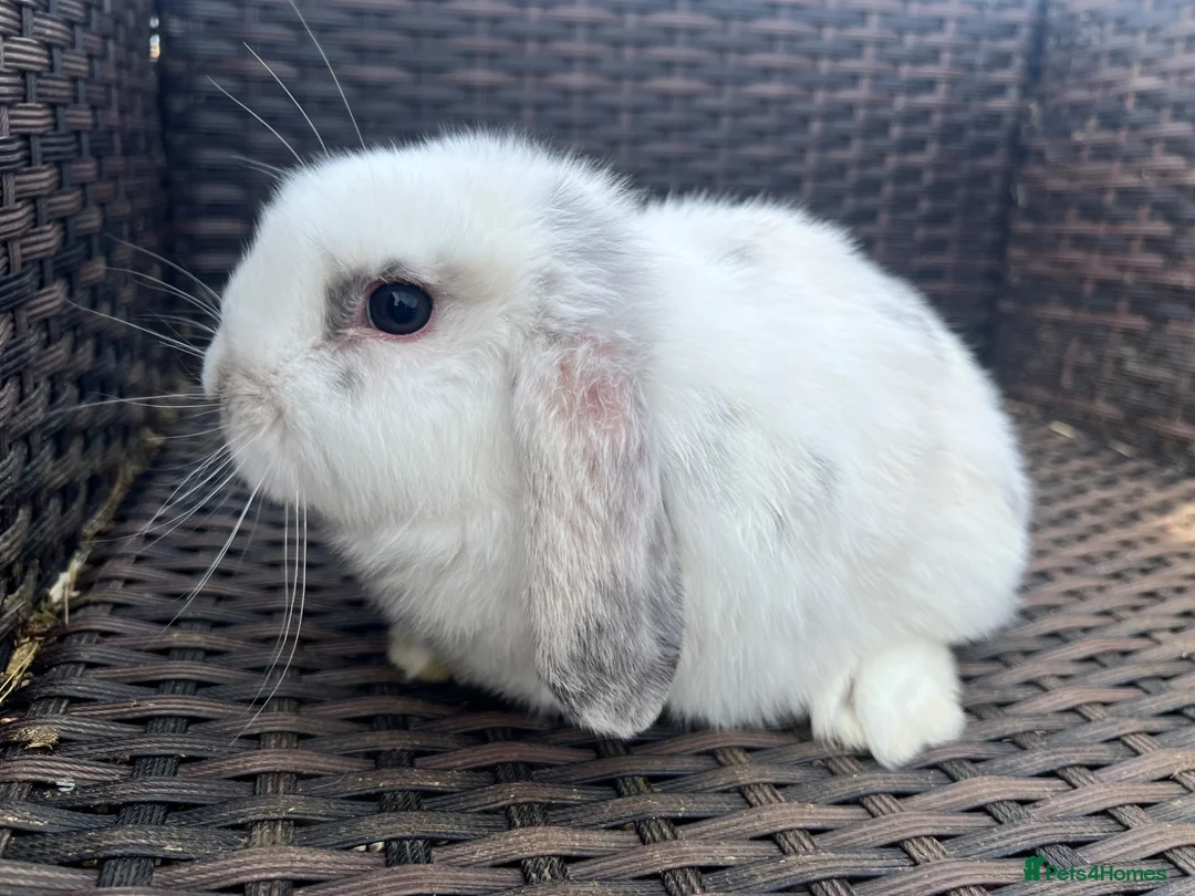 Mini Lop rabbits for sale: Lovely Baby Mini Lops - Advert 4