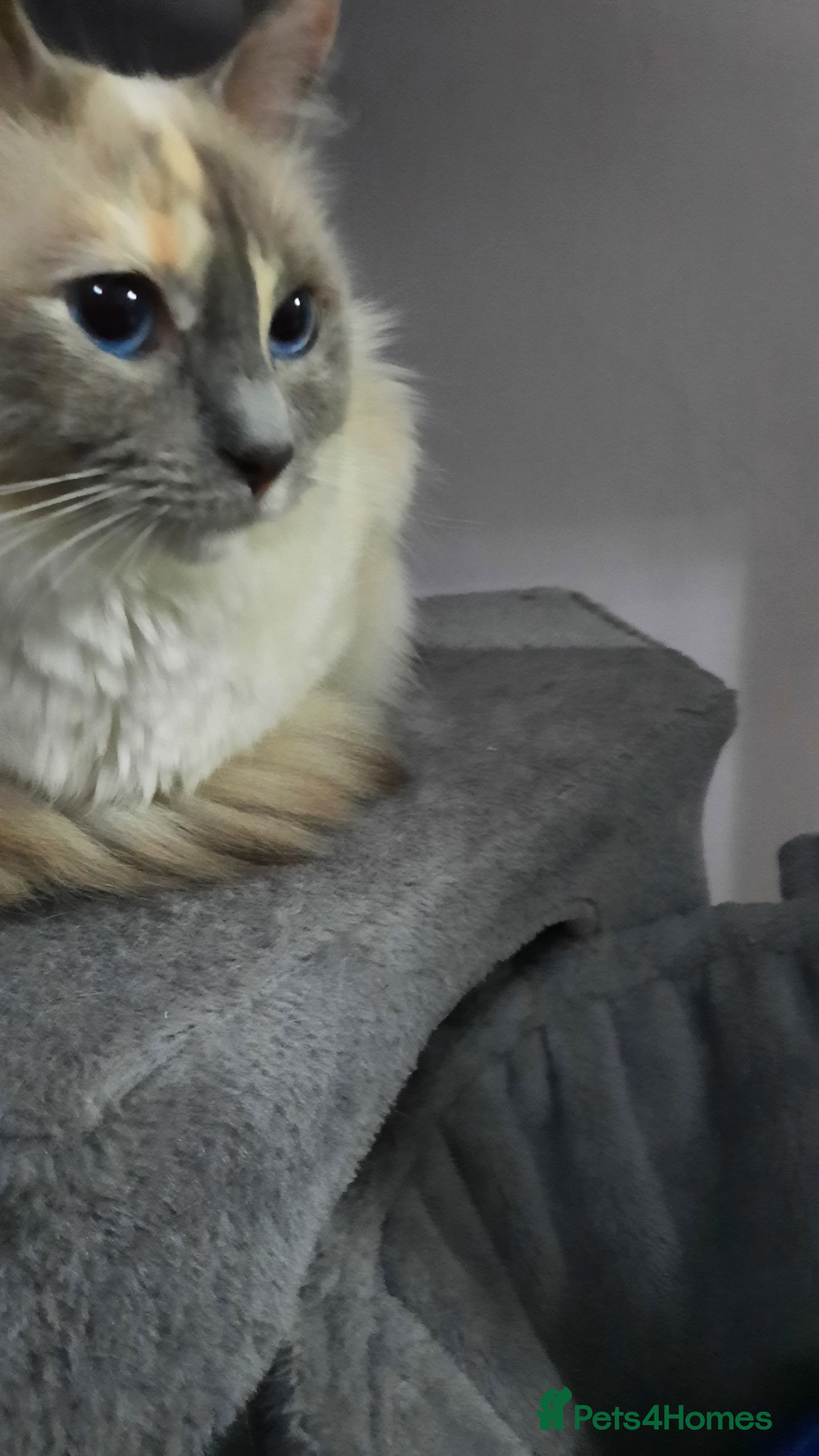 Ragdoll cats Tortie Ragdoll female  - Advert 1