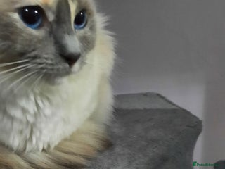 Ragdoll cats Tortie Ragdoll female - Advert 1