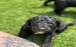 Sheepadoodle dogs for sale: Miniature Sheepadoodles (F1) - Image 12