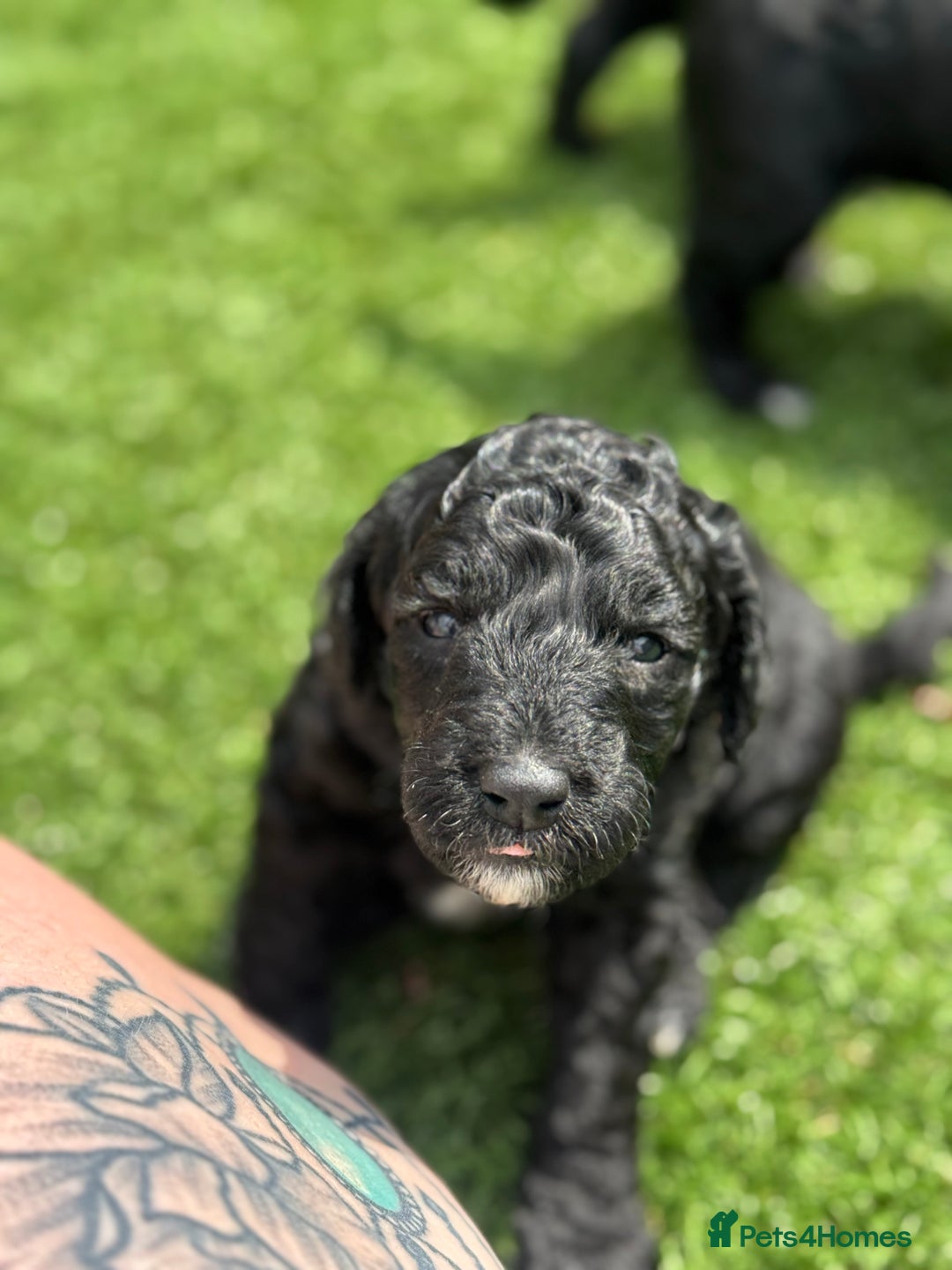 Sheepadoodle dogs for sale: Miniature Sheepadoodles (F1) - Image 12