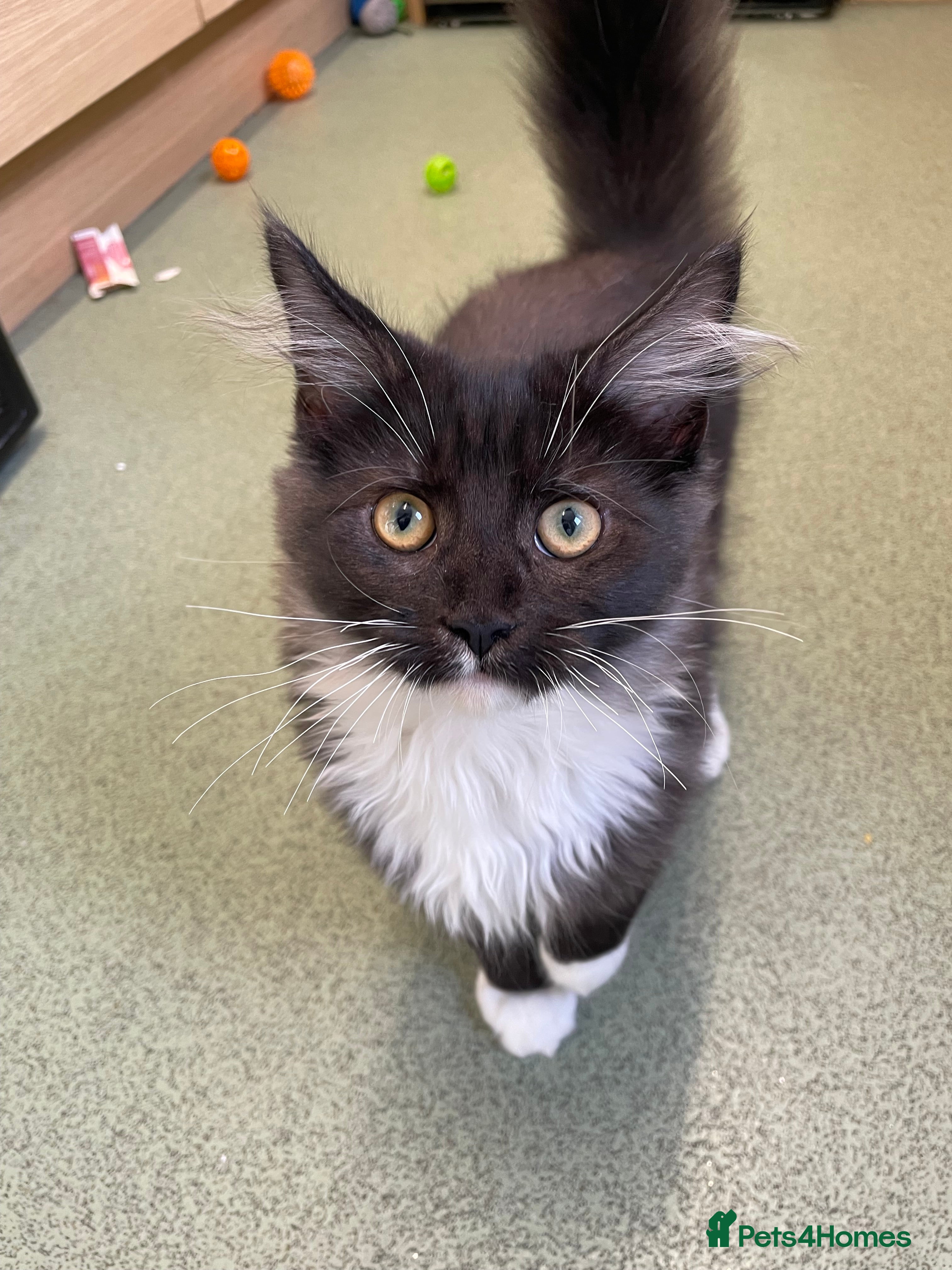 Domestic Shorthair cats 5 month old male  - Advert 15