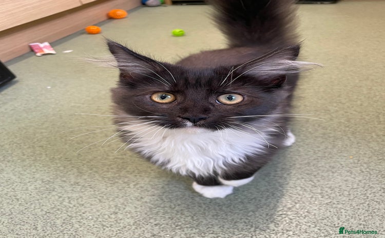 Domestic Shorthair cats - Advert 1