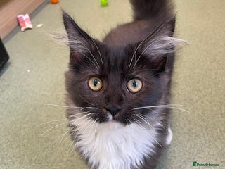 Domestic Shorthair cats - Advert 11