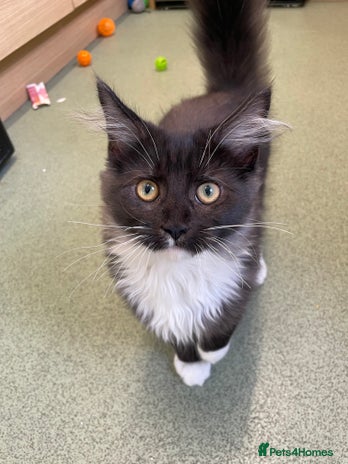 Domestic Shorthair cats - Advert 1