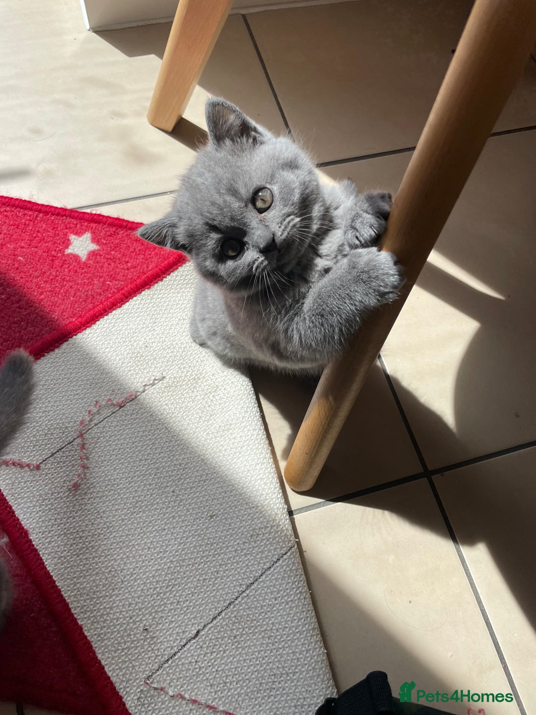 British Shorthair cats for sale: 5  BSH kittens - Image 6
