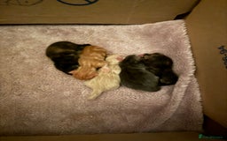 Mixed Breed cats for sale: Beautiful long haired kittens - Image 3