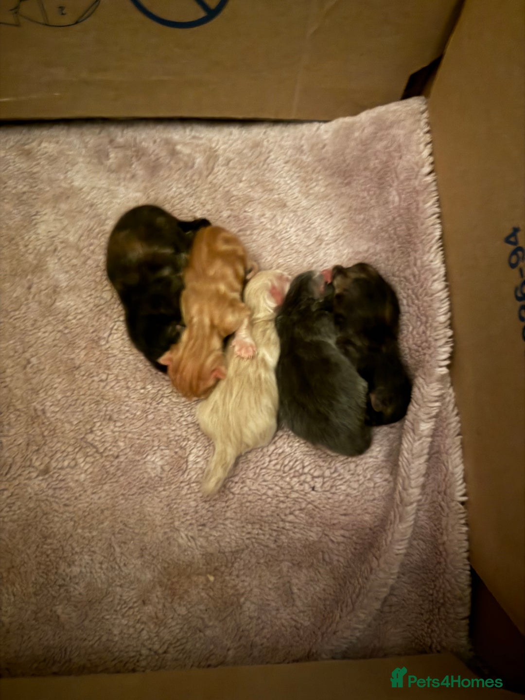 Mixed Breed cats for sale: Beautiful long haired kittens - Image 3