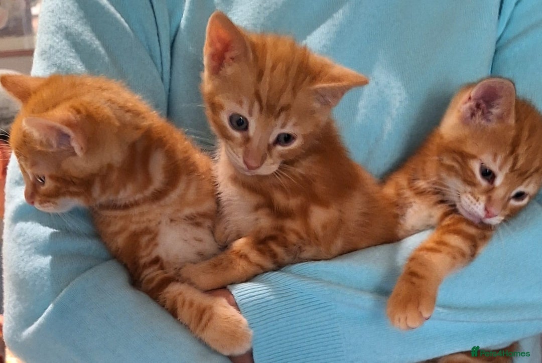 Mixed Breed cats for sale: Amazing, beautiful kittens 3 boys, 2 girls - Image 27
