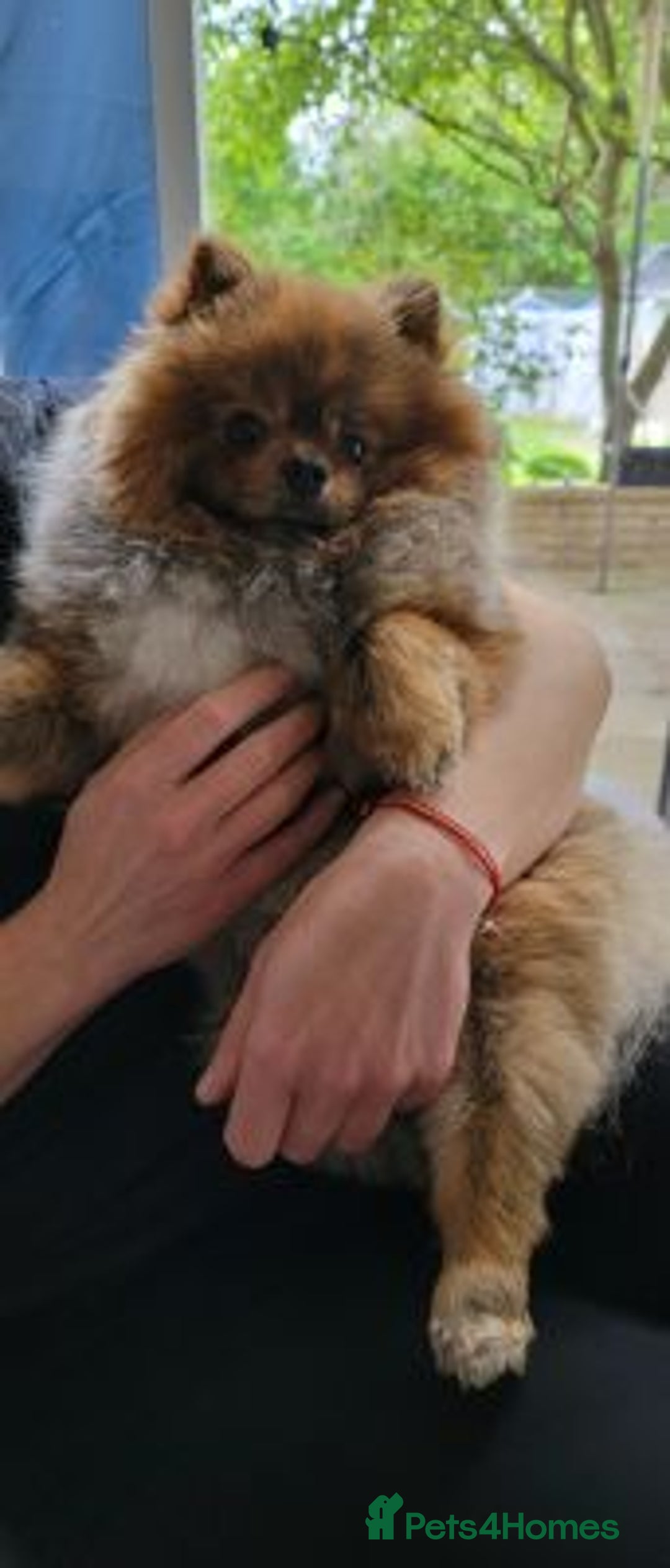 Yorkshire Terrier dogs for sale: handsome Pomeranian - Advert 5
