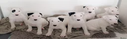Bull Terrier dogs for sale: Bull terrier pups  - Advert 1