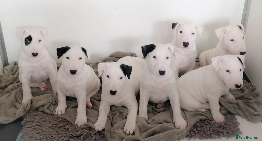 Bull Terrier dogs for sale: Bull terrier pups  - Advert 1