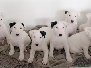 Bull Terrier dogs Bull terrier pups - Advert 9