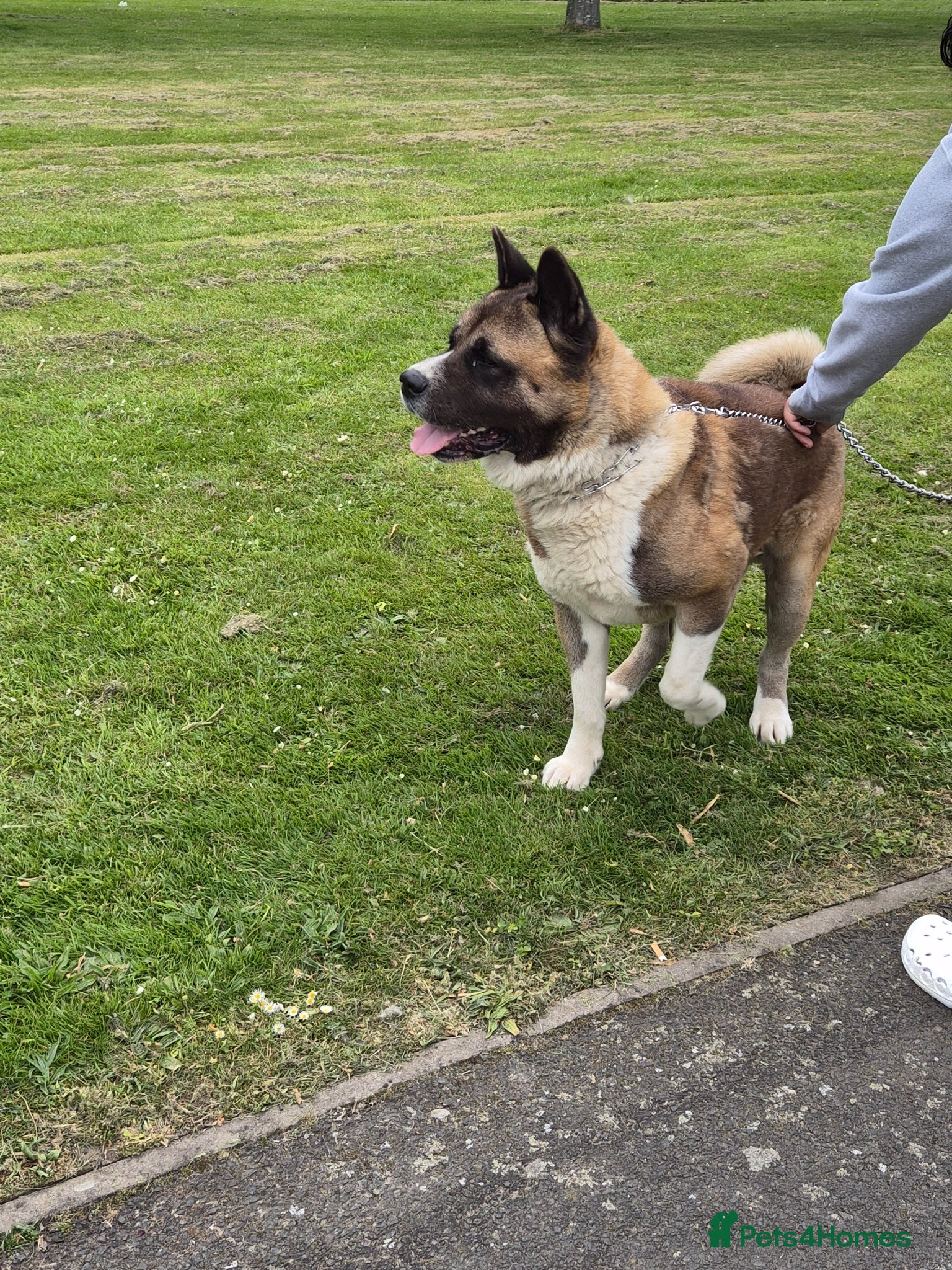 Akita dogs ⭐ Stunning American Akita – 2.5 Years Old  ⭐ - Advert 1