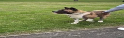 Akita dogs for sale: ⭐ Stunning American Akita – 2.5 Years Old  ⭐ - Advert 1