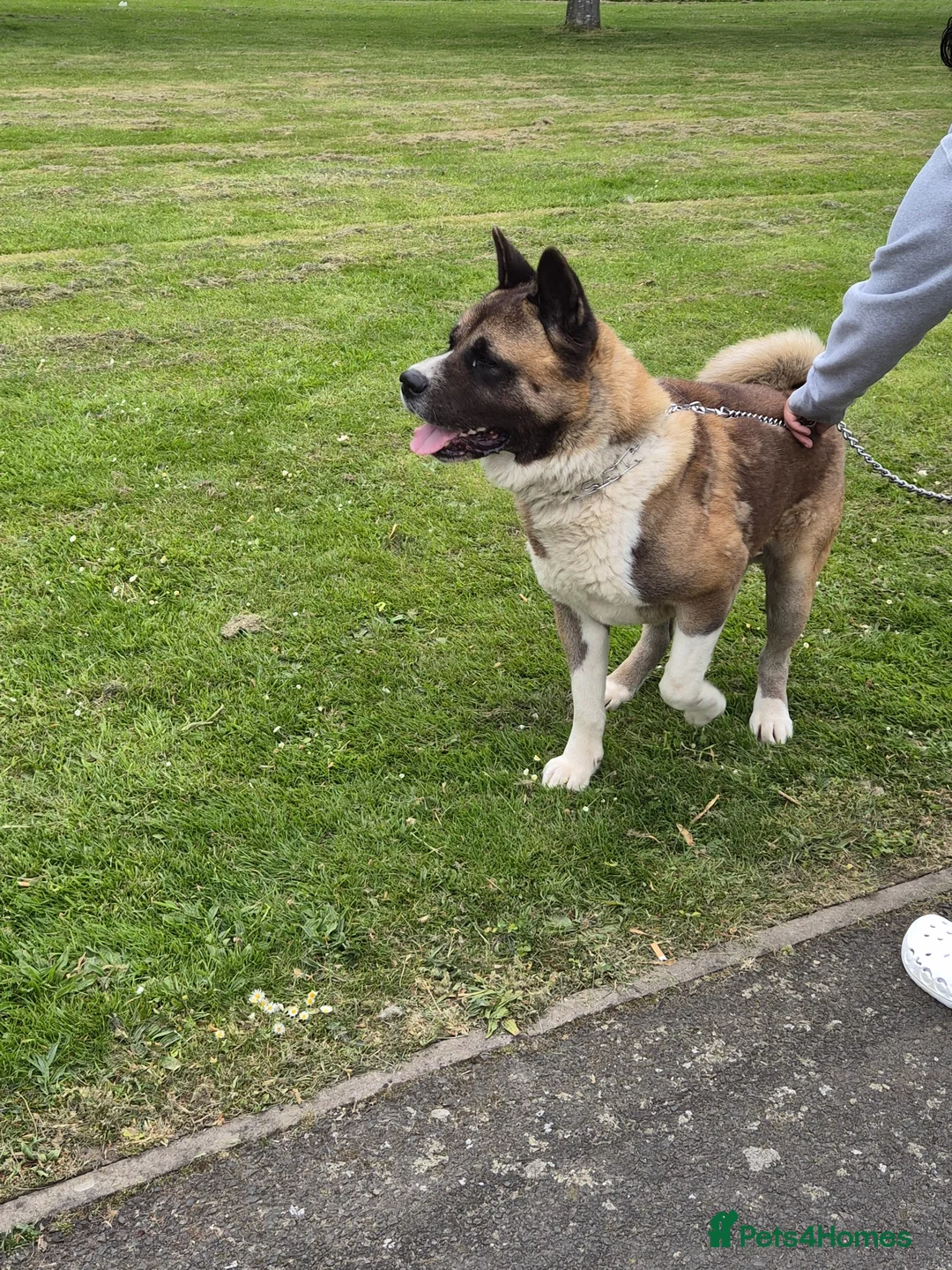 Akita dogs for sale: ⭐ Stunning American Akita – 2.5 Years Old  ⭐ - Advert 1