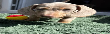 Miniature Dachshund 1